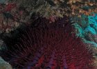 Echinoderms + Cnidarians